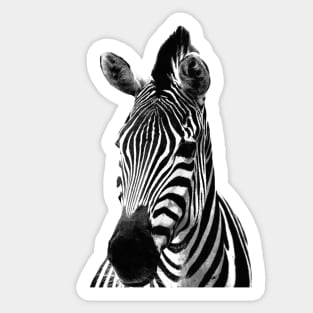 Black and White Zebra Sticker